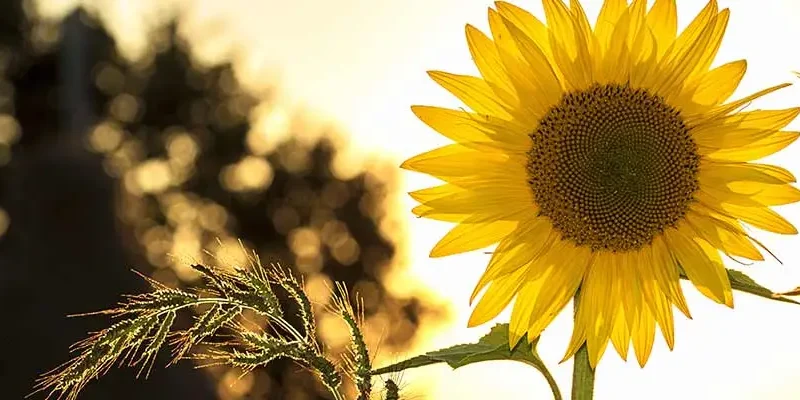 blog-tall-sunflower-blooming-in-front-of-sun