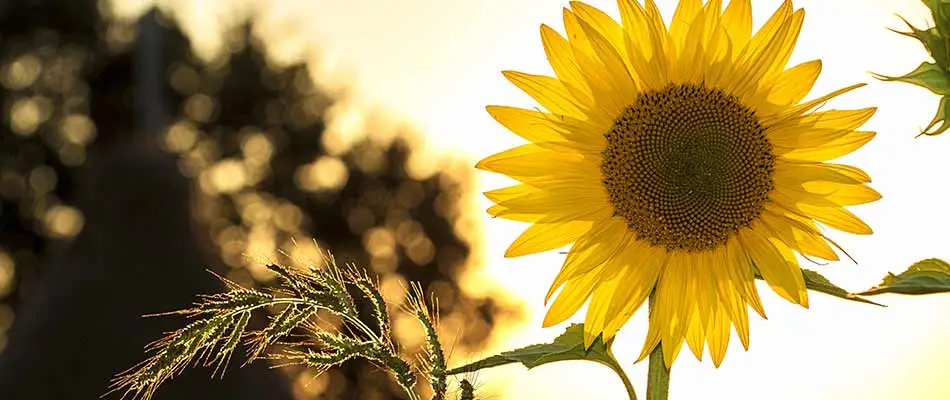 blog-tall-sunflower-blooming-in-front-of-sun