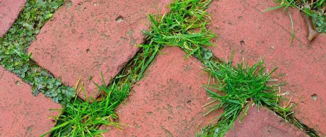 blog-weeds-in-bricks