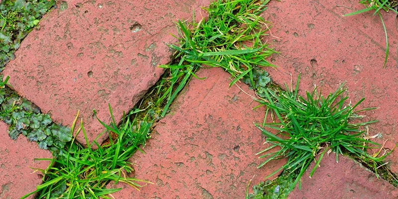 blog-weeds-in-bricks