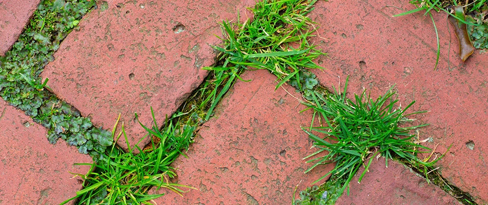 blog-weeds-in-bricks