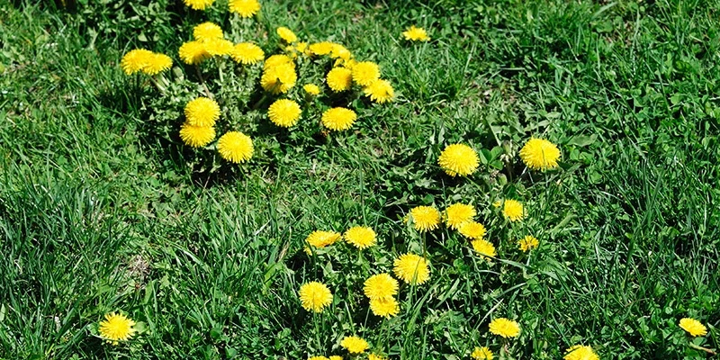 blog-yellow-dandelions