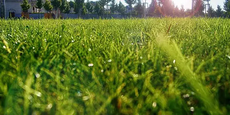 content-healthy-lawn-after-aeration