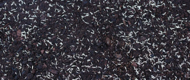 content-seeds-on-soil_768